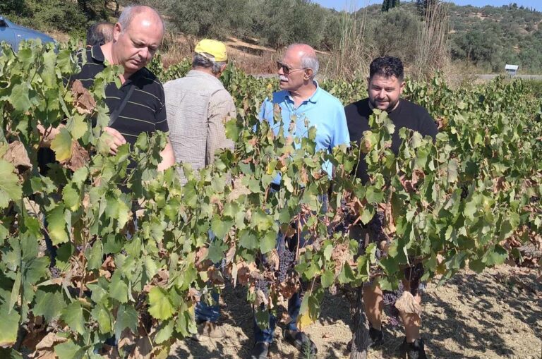 Αυτοψία Σ. Καννή σε Ωλένη και Ιάρδανο – Είδε από κοντά την καταστροφή της σταφίδας λόγω καύσωνα