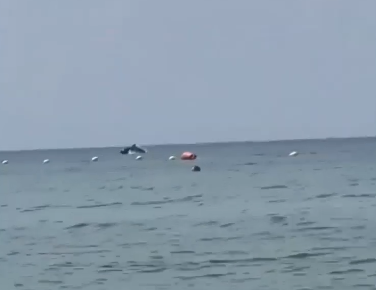 Θεσσαλονίκη: Χορός δελφινιών στην παραλία των Νέων Επιβατών
