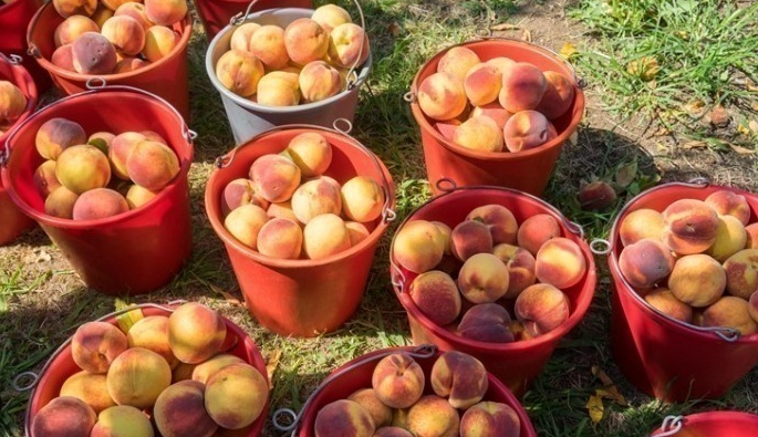 Πάνω από 10.000 στρέμματα με παραμορφωμένα ροδάκινα, νεκταρίνια και βερίκοκα δήλωσαν 640 καλλιεργητές στη Β. Ελλάδα – Μέχρι 2/9 οι δηλώσεις
