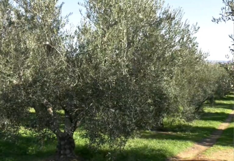 Πώς εξελίσσεται η ελαιοκαλλιέργεια στη Χαλκιδική