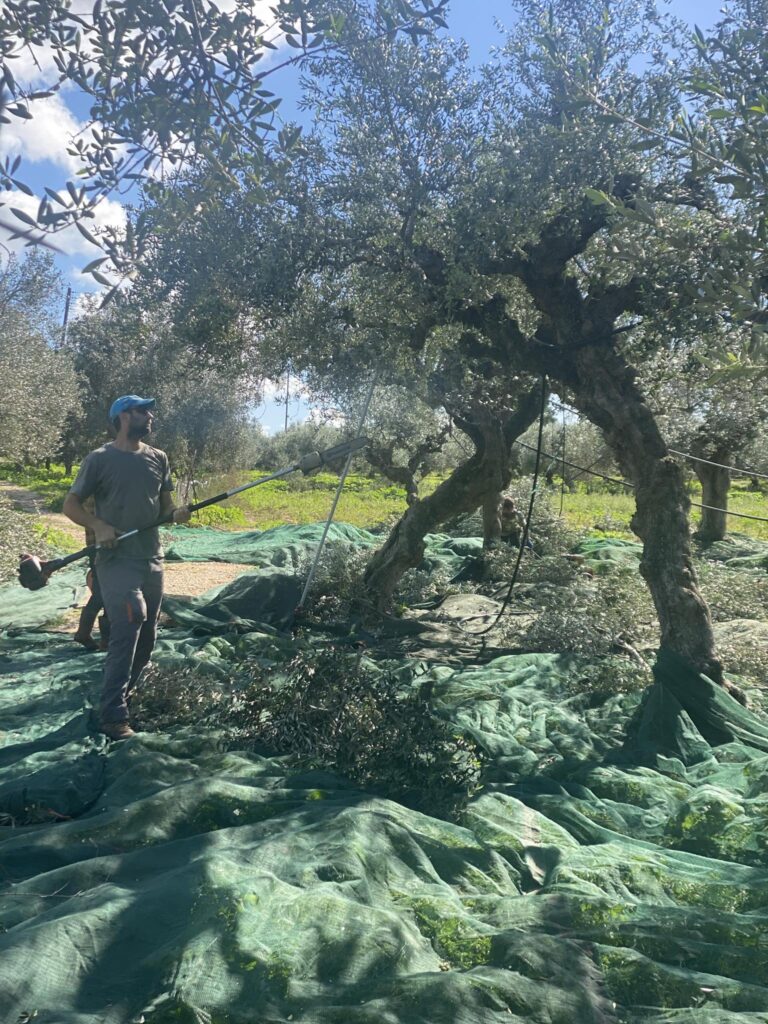 Μεσσηνία: Καλύτερη η φετινή παραγωγή ελαιολάδου – Χαμηλότερες οι τιμές