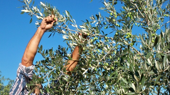 Σέρρες: Δύο αδέλφια έβαλαν τον Άγιο Χριστόφορο στον χάρτη της ελαιoπαραγωγής