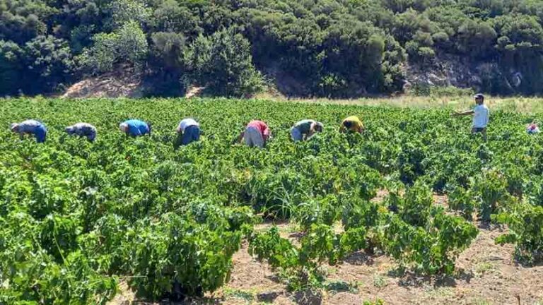 ΕΟΣ Σάμου: Ο τρύγος ξεκίνησε με τους καλύτερους οιωνούς – “Πρόκειται για μια εξαιρετική χρονιά”