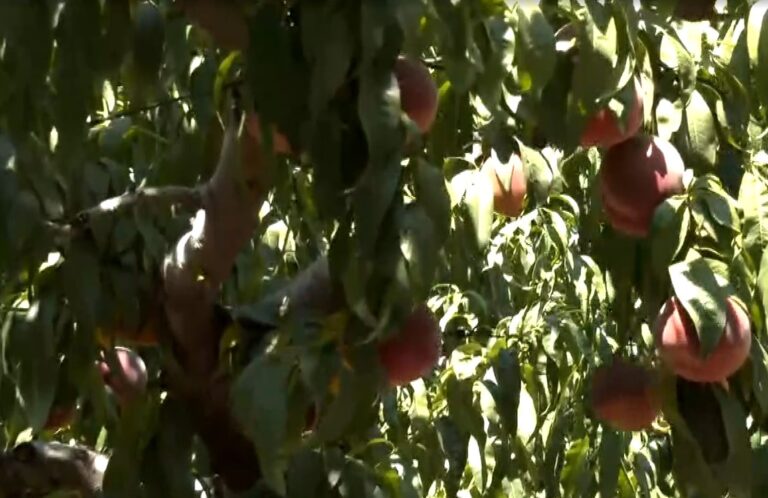 Πελαργός Αμυνταίου: Αλώβητη η σοδειά των ροδάκινων από ασθένειες και ανομβρία