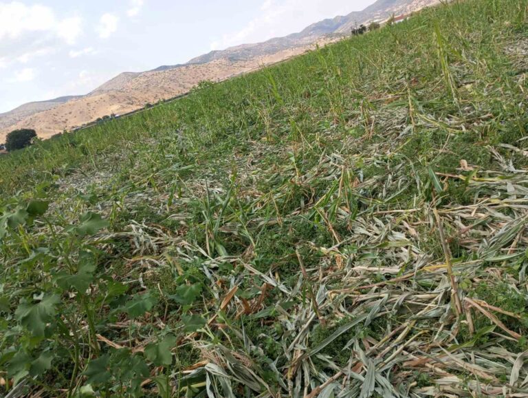 Αγριογούρουνα μια ανάσα… από το Ζάρκο Τρικάλων