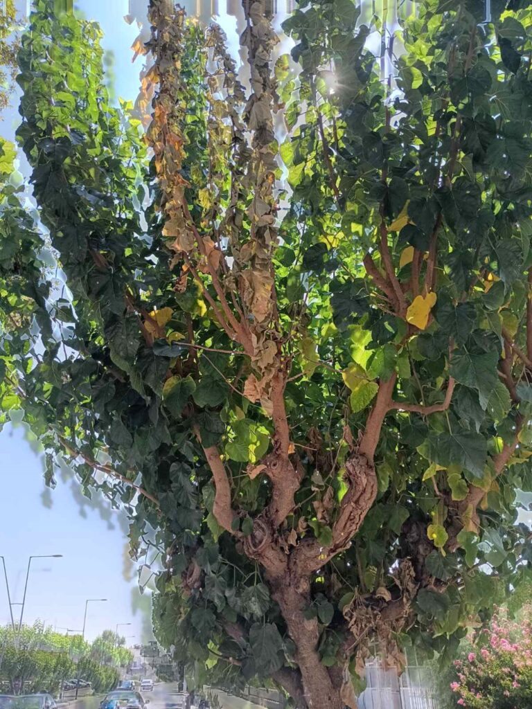 Άμεσα μέτρα από τον Δήμο Τρικκαίων για το «σκαθάρι της μουριάς»