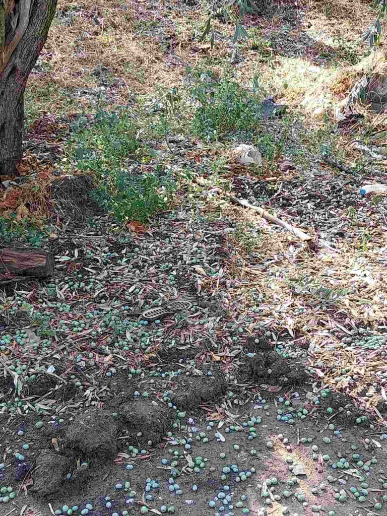 Νότιο Πήλιο: Αυτοψία κλιμακίου του δήμου σε πληγείσες από χαλαζόπτωση περιοχές