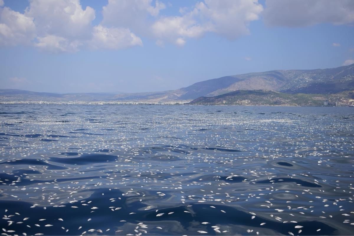 ψάρια νεκρά Παγασητικός