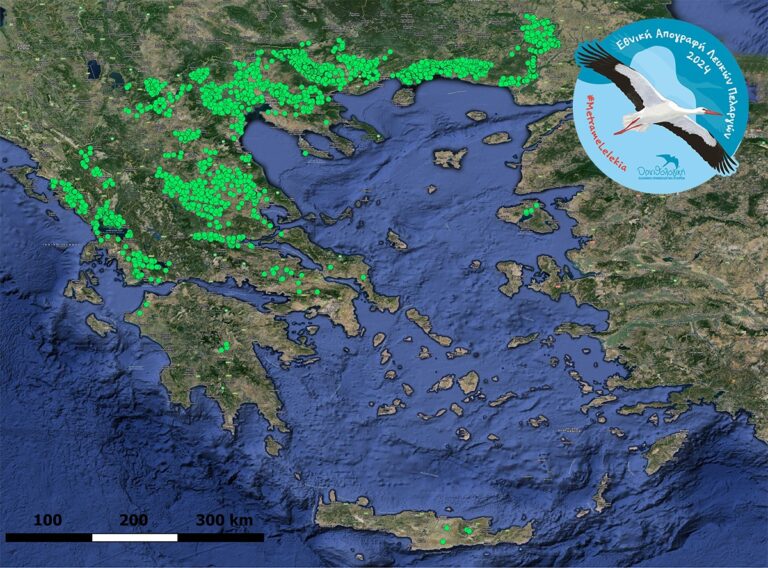 Αύξηση κατά 60% των λευκών πελαργών στον Έβρο