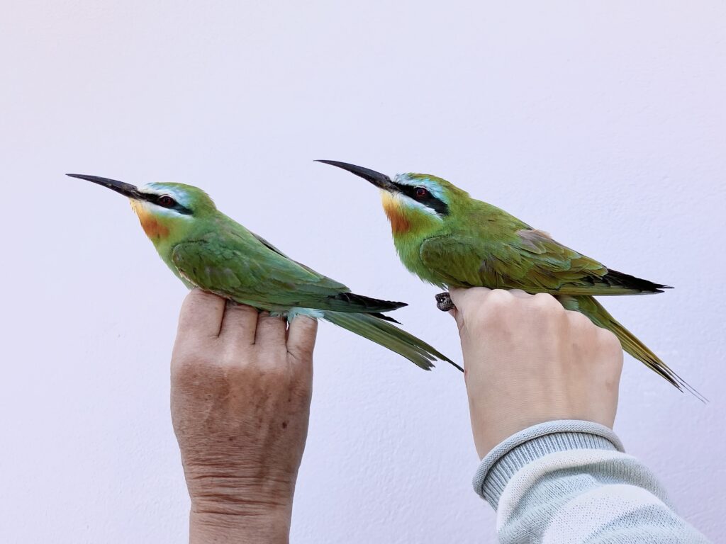 Περισσότερα από 4.000 μεταναστευτικά πουλιά εντοπίστηκαν στη Γαύδο