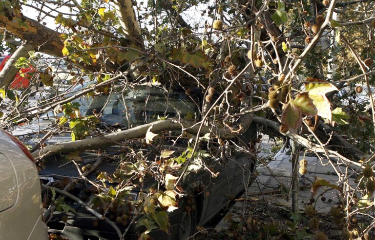 Περισσότερες από 15 κλήσεις για κοπές δέντρων λόγω ισχυρών ανέμων δέχτηκε η Πυροσβεστική στη Θεσσαλονίκη