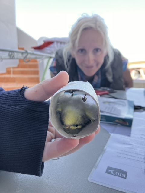 Περισσότερα από 4.000 μεταναστευτικά πουλιά εντοπίστηκαν στη Γαύδο