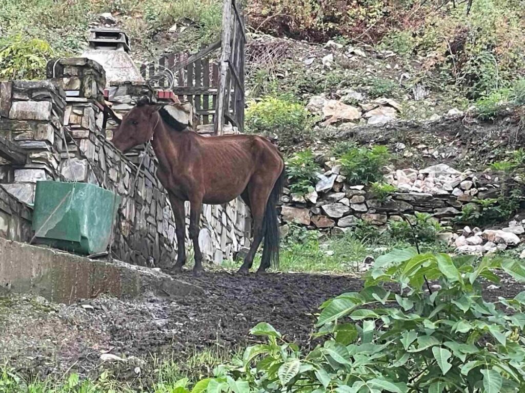 Αντιδράσεις προκαλεί η εικόνα υποσιτισμένου αλόγου στους Παλιούς Πόρους Πιερίας
