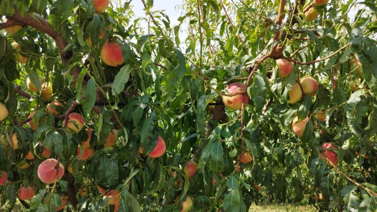 Βελβεντό: Η επόμενη ημέρα της χαλαζόπτωσης – Αυτοψίες στις πληγείσες καλλιέργειες (βίντεο)