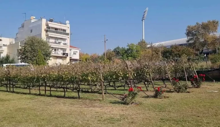 Θεσσαλονίκη: Με το μάζεμα Ξινόμαυρου και Αγιωργίτικου συνεχίζεται ο τρύγος στον Αστικό Αμπελώνα του Δήμου