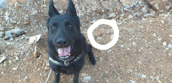 Ασυνείδητοι σκόρπισαν 19 δηλητηριασμένα δολώματα στα Κεραμειά Χανίων