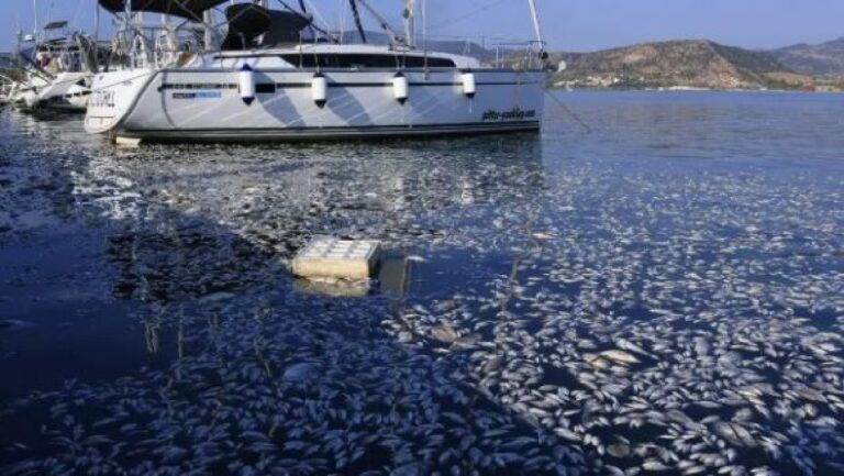 Μηνύσεις επαγγελματικών φορέων για την οικονομική ζημιά από τα νεκρά ψάρια στον Παγασητικό