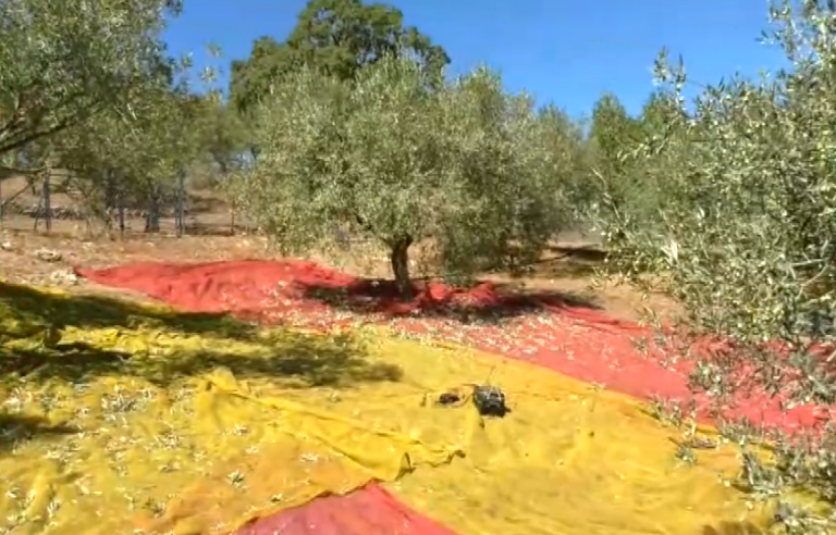 Κώμη Λέσβου: Μεγάλη έλλειψη εργατικών χεριών για τη συγκομιδή της ελιάς