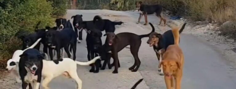 Κέρκυρα: Μεγάλο το πρόβλημα με τα αδέσποτα στον πρώην ΧΥΤΑ