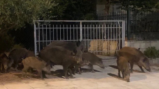 Θεσπρωτία: Κοπάδι αγριογούρουνων στην αυλή σπιτιού (βίντεο)
