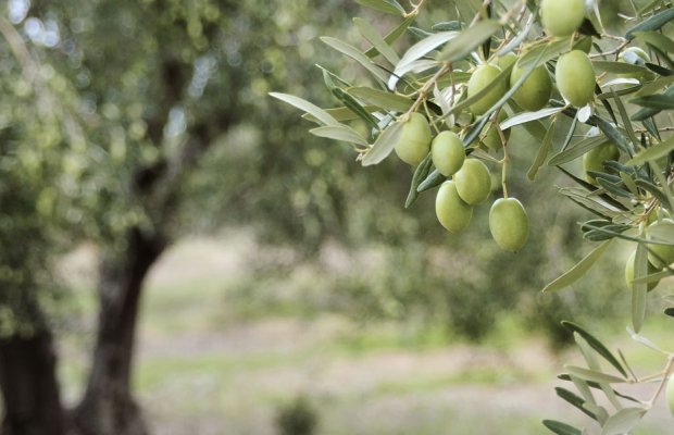 Λέσβος: Ξεκινά τη Δευτέρα η 4η γενική διαβροχή κατά του δάκου της ελιάς