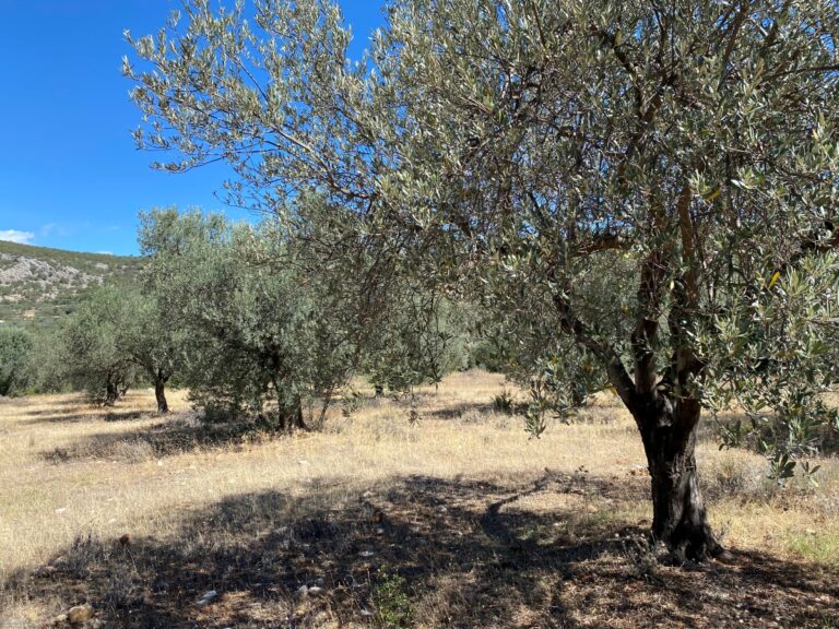 Ημερίδα για την ελιά και το ελαιόλαδο στη Σελλασία της Λακωνίας