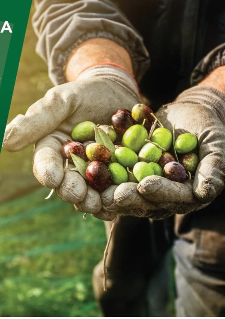 Στο Ξηροπήγαδο Κυνουρίας ολοκληρώνεται το εκπαιδευτικό πρόγραμμα της Ακαδημίας Ελαιοκομίας