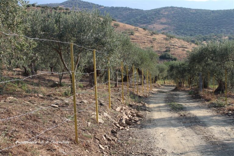 Γόννοι: Με ανοιχτή τιμή η παραλαβή της πράσινης ελιάς