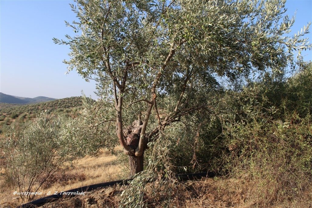 Γόννοι: Με ανοιχτή τιμή η παραλαβή της πράσινης ελιάς