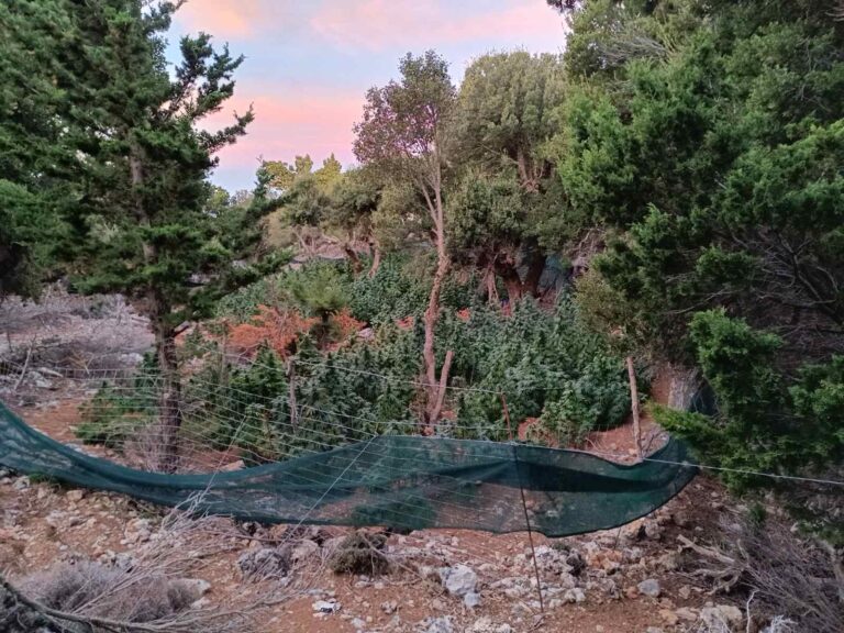 Ηράκλειο: Φυτεία κάνναβης με 227 δενδρύλλια εκρίζωσαν λίγο πριν από τη συγκομιδή οι αστυνομικοί (βίντεο)