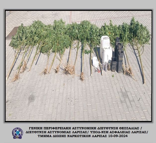 Εντοπίστηκε χασισοφυτεία σε χωράφι με καλαμπόκι στη Λάρισα