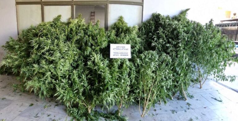 Δενδρύλλια κάνναβης σε αγροτική περιοχή της Αργολίδας