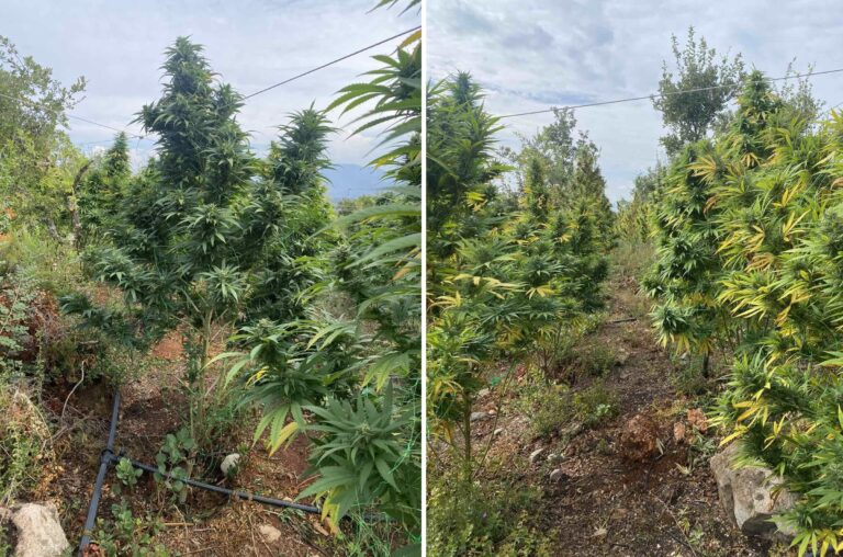 Μπροστάρης στις αγροτικές κινητοποιήσεις ο “εγκέφαλος” της χασισοφυτείας στον Αλμυρό (video)