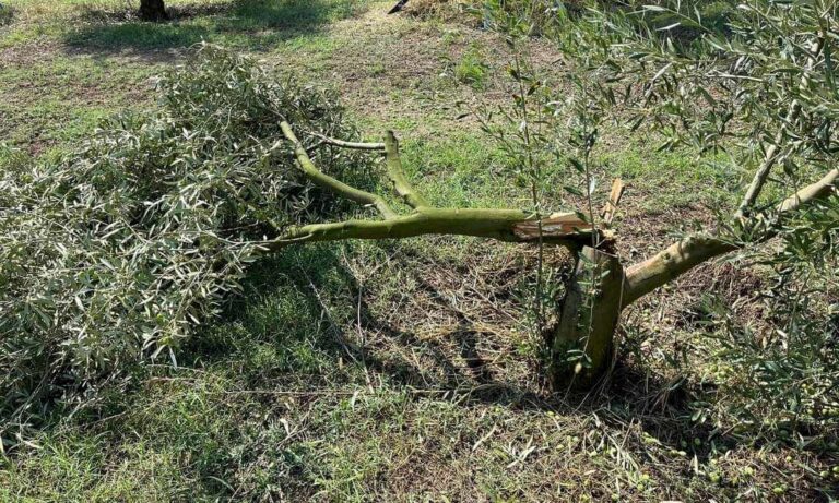 Κοζάνη: Σημαντικές ζημιές στους ελαιώνες Ιμέρων από την χαλαζόπτωση του Σαββάτου
