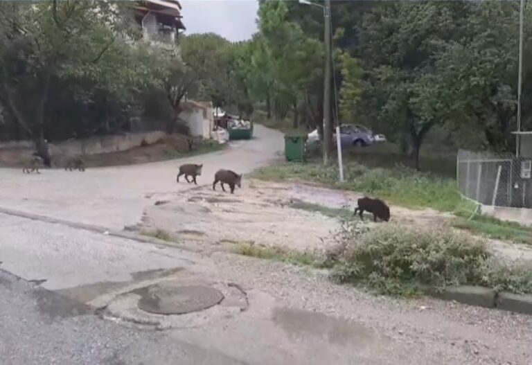 Θεσσαλονίκη: Αγριογούρουνα και λύκοι έκαναν την εμφάνισή τους σε Πανόραμα και Ωραιόκαστρο