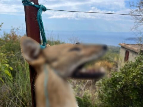 Αποτροπιασμός στη Δ. Μάνη – Κρέμασαν άγρια ζώα σε κολώνες