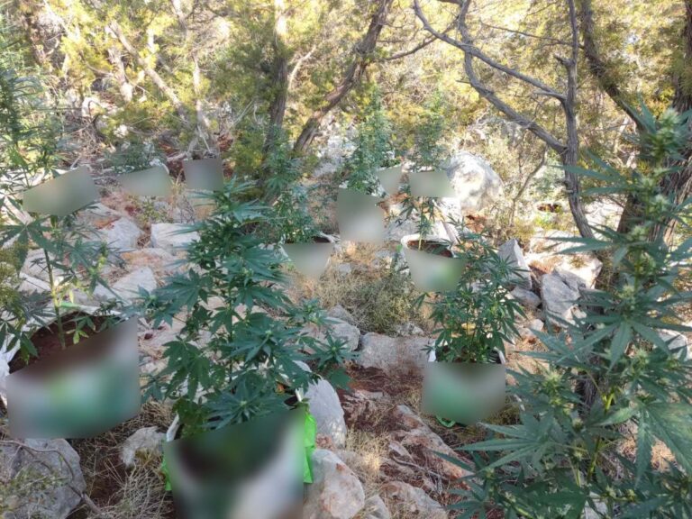 Αργολίδα: Εξαρθρώθηκε  εγκληματική οργάνωση που διακινούσε ναρκωτικά – Εκριζώθηκε φυτεία, συνελήφθησαν 4 άτομα