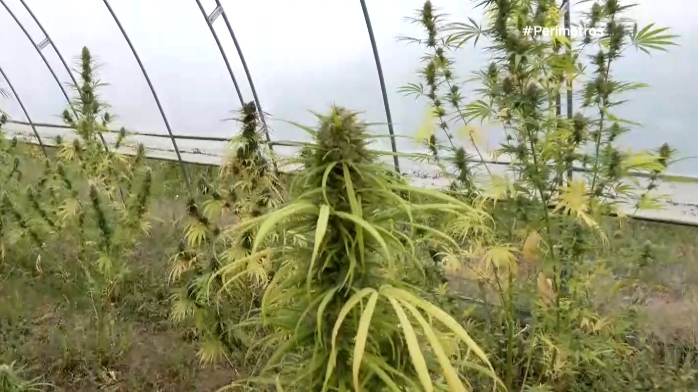 villa cannabis