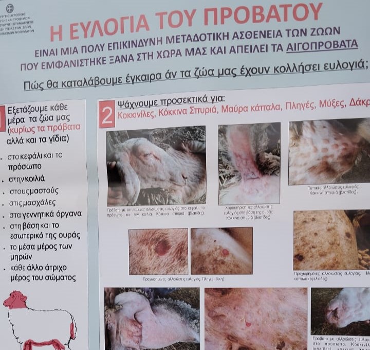 ΠΑΜΘ: Συνολικά 20 κτηνίατροι στη μάχη κατά της ευλογιάς αιγοπροβάτων – Από τις 104 εστίες πανελλαδικά οι 81 στον Έβρο