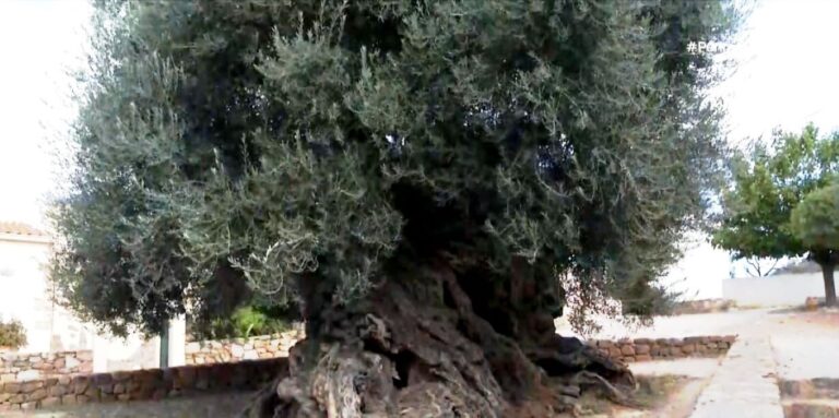 Η ελιά των Βουβών ίσως το αρχαιότερο δέντρο του κόσμου 