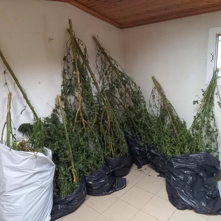 Φλώρινα: Σύλληψη 66χρονου για καλλιέργεια δενδρυλλίων κάνναβης και κατοχή ναρκωτικών ουσιών