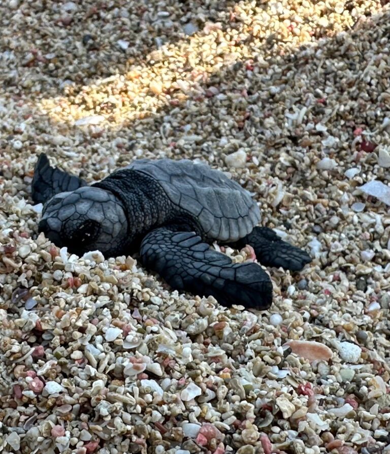 Χανιά: Εκσκαφή φωλιών Caretta Caretta στην Παχιά Άμμο στο Σταυρό