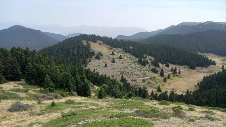 Διασχίζοντας το μαγευτικό ελατόδασος του Μαινάλου