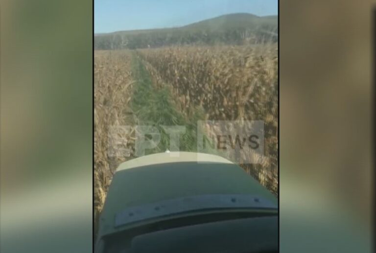 Θήβα: Εντοπίστηκε η μεγαλύτερη χασισοφυτεία στην Ελλάδα – Καλλιεργούσαν πάνω από 8.000 δενδρύλλια — Αποκλειστικό βίντεο ΕΡΤNews