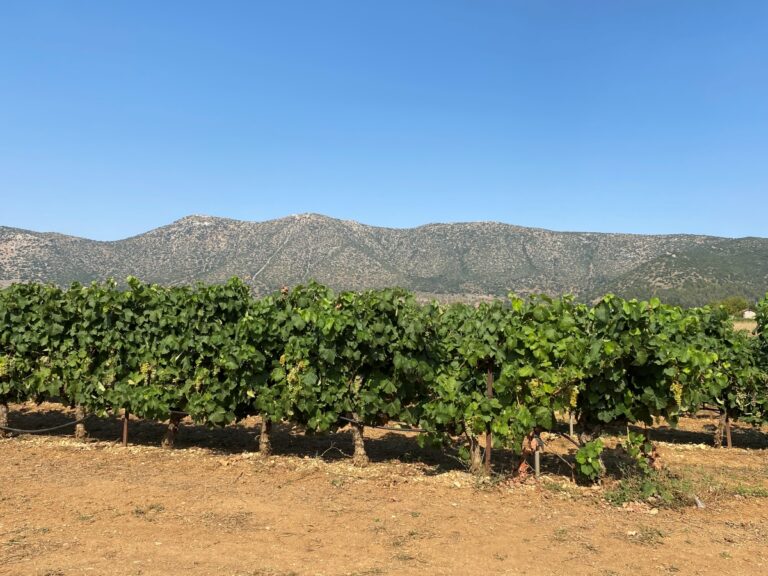 Παράταση αιτήσεων για τις νέες φυτεύσεις ζητούν οι Αρκάδες αμπελουργοί