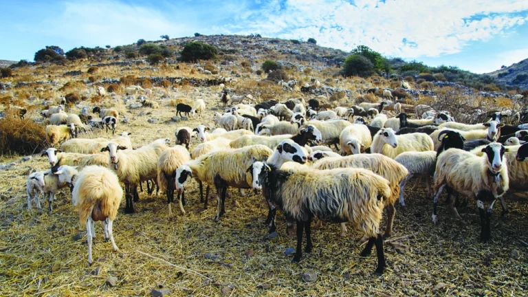 Κρήτη: Μέτρα για την αποφυγή εξάπλωσης της ευλογιάς στα αιγοπρόβατα – Τι προβλέπεται σε περίπτωση κρούσματος (ηχητικό)
