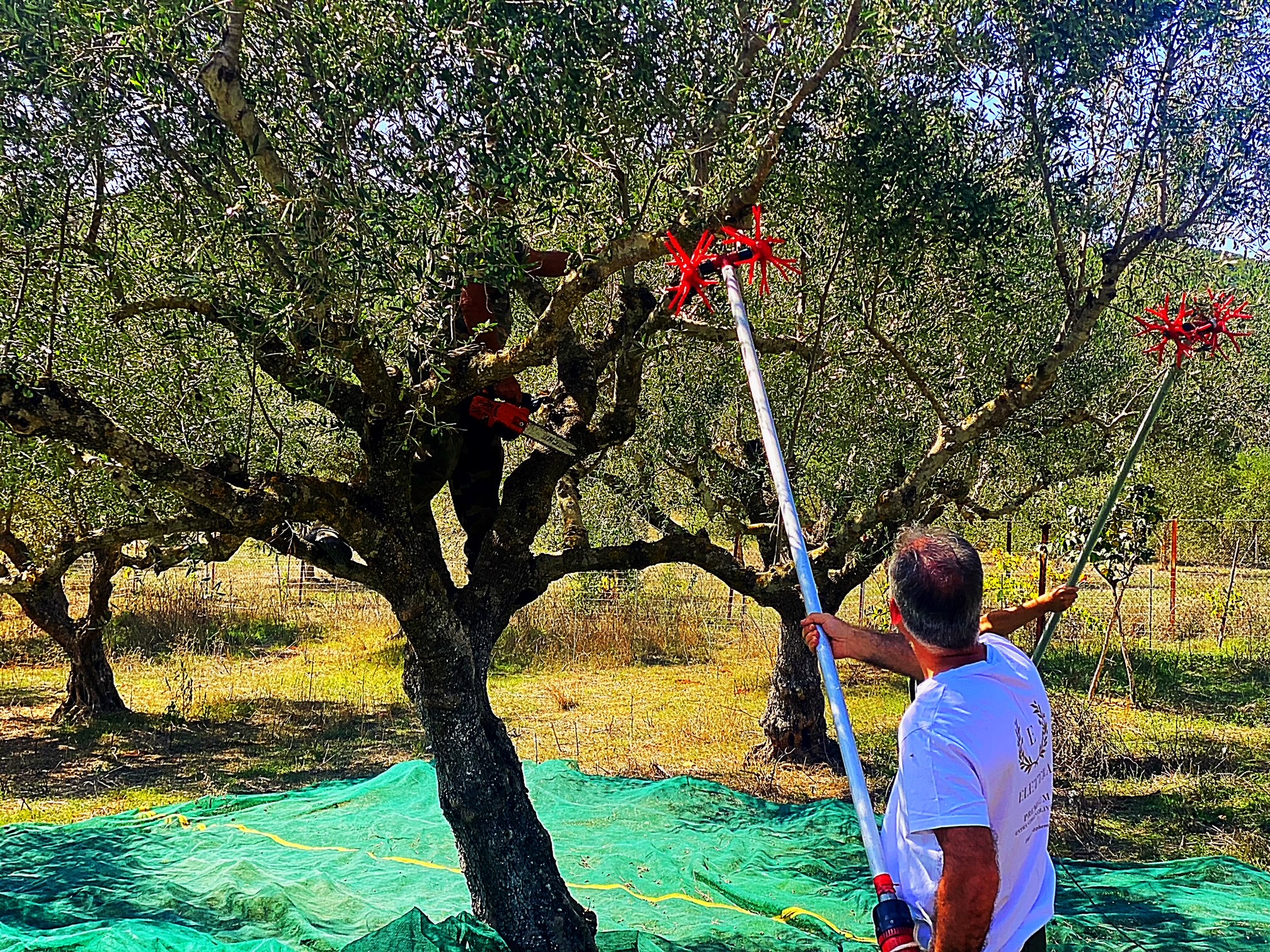 Μεσσηνία: Κινητοποιήσεις ελαιοπαραγωγών για τις ζημιές από την παρατεταμένη ανομβρία(βίντεο)