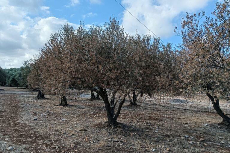 Ζημιές στην ελαιοπαραγωγή της Θεσσαλίας από ανομβρία και καύσωνες – Στήριξη των ελαιοπαραγωγών ζητά η “Λαϊκή Συσπείρωση”