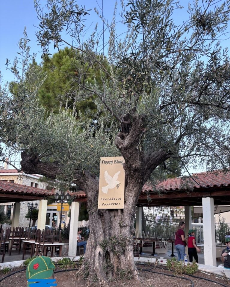 Ελιά Κρανιδίου: Ευλογία, πλούτος και δύναμη για όλη την Ερμιονίδα