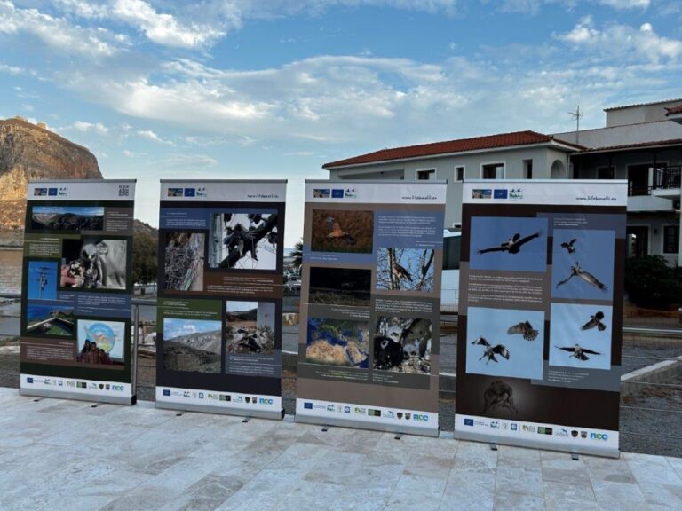 Δύο εκδηλώσεις στην Μονεμβασία για τον απειλούμενο Σπιζαετό